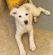 ONIA, Hund, Mischlingshund in Weilburg - Bild 40