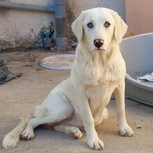 EZRA, Hund, Mischlingshund in Griechenland - Bild 1