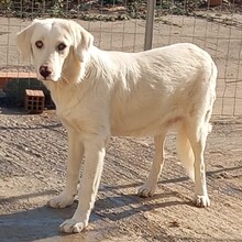 EZRA, Hund, Mischlingshund in Griechenland - Bild 2