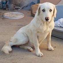 EZRA, Hund, Mischlingshund in Griechenland - Bild 3