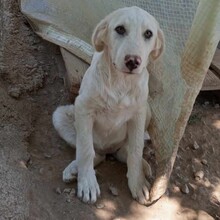 EZRA, Hund, Mischlingshund in Griechenland - Bild 4