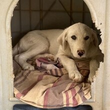 EZRA, Hund, Mischlingshund in Griechenland - Bild 6