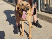 RUIU, Hund, Mischlingshund in Italien - Bild 23