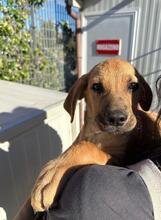RUIU, Hund, Mischlingshund in Italien - Bild 24