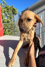 RUIU, Hund, Mischlingshund in Italien - Bild 25