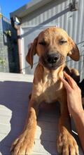 RUIU, Hund, Mischlingshund in Italien - Bild 26