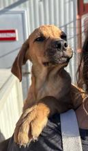 RUIU, Hund, Mischlingshund in Italien - Bild 27