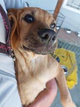 RUIU, Hund, Mischlingshund in Italien - Bild 28