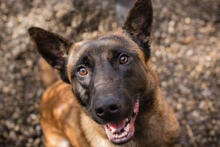 MAILA, Hund, Mischlingshund in Kroatien