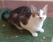 RUFFY, Katze, Europäisch Kurzhaar in Spanien - Bild 2