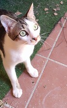 RUFFY, Katze, Europäisch Kurzhaar in Spanien - Bild 3