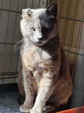 MAEVE, Katze, Russisch Blau-Mix in Spanien - Bild 2