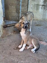 LUCAS, Hund, Mischlingshund in Bolanden - Bild 22