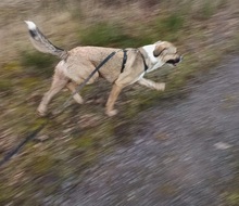 LUCAS, Hund, Mischlingshund in Bolanden - Bild 5