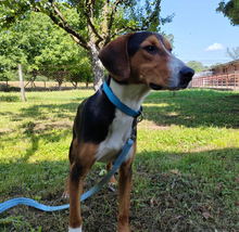 MIRKO, Hund, Hamiltonstövare-Finnischer Laufhund-Mix in Mannheim - Bild 1