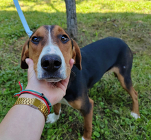 MIRKO, Hund, Hamiltonstövare-Finnischer Laufhund-Mix in Mannheim - Bild 10