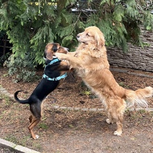 MIRKO, Hund, Hamiltonstövare-Finnischer Laufhund-Mix in Mannheim - Bild 14