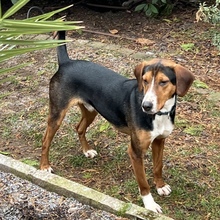 MIRKO, Hund, Hamiltonstövare-Finnischer Laufhund-Mix in Mannheim - Bild 16