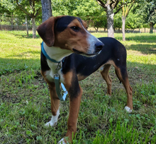 MIRKO, Hund, Hamiltonstövare-Finnischer Laufhund-Mix in Mannheim - Bild 3