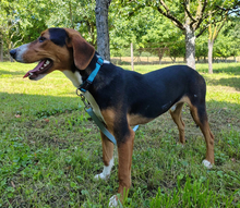 MIRKO, Hund, Hamiltonstövare-Finnischer Laufhund-Mix in Mannheim - Bild 4