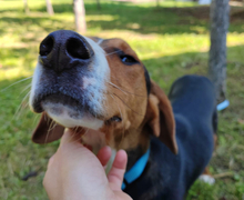 MIRKO, Hund, Hamiltonstövare-Finnischer Laufhund-Mix in Mannheim - Bild 7