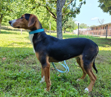 MIRKO, Hund, Hamiltonstövare-Finnischer Laufhund-Mix in Mannheim - Bild 8