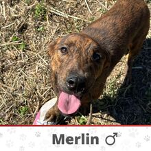 MERLIN, Hund, Mischlingshund in Bulgarien - Bild 1