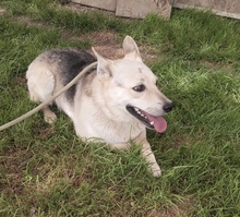 GLORIA, Hund, Deutscher Schäferhund-Mix in Ungarn - Bild 1