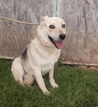 GLORIA, Hund, Deutscher Schäferhund-Mix in Ungarn - Bild 2