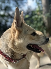 GLORIA, Hund, Deutscher Schäferhund-Mix in Ungarn - Bild 3