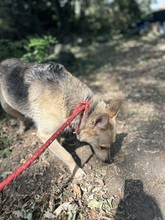 GLORIA, Hund, Deutscher Schäferhund-Mix in Ungarn - Bild 5