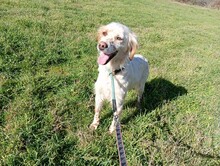 KASMIR, Hund, English Setter in Griechenland - Bild 1