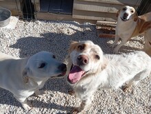 KASMIR, Hund, English Setter in Griechenland - Bild 2