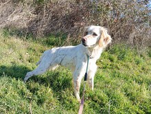 KASMIR, Hund, English Setter in Griechenland - Bild 3