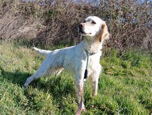 KASMIR, Hund, English Setter in Griechenland - Bild 4