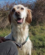 KASMIR, Hund, English Setter in Griechenland - Bild 5