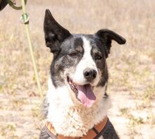 PRINCESA, Hund, Siberian Husky-Deutscher Schäferhund-Mix in Spanien - Bild 1