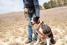 PRINCESA, Hund, Siberian Husky-Deutscher Schäferhund-Mix in Spanien - Bild 10