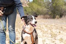 PRINCESA, Hund, Siberian Husky-Deutscher Schäferhund-Mix in Spanien - Bild 11