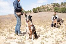 PRINCESA, Hund, Siberian Husky-Deutscher Schäferhund-Mix in Spanien - Bild 12