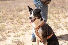 PRINCESA, Hund, Siberian Husky-Deutscher Schäferhund-Mix in Spanien - Bild 13