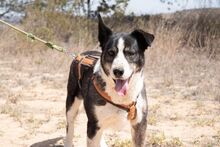 PRINCESA, Hund, Siberian Husky-Deutscher Schäferhund-Mix in Spanien - Bild 2