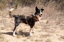 PRINCESA, Hund, Siberian Husky-Deutscher Schäferhund-Mix in Spanien - Bild 3