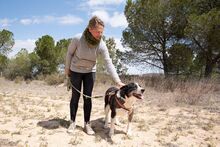 PRINCESA, Hund, Siberian Husky-Deutscher Schäferhund-Mix in Spanien - Bild 4