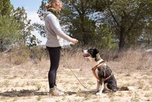 PRINCESA, Hund, Siberian Husky-Deutscher Schäferhund-Mix in Spanien - Bild 5