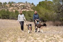 PRINCESA, Hund, Siberian Husky-Deutscher Schäferhund-Mix in Spanien - Bild 6