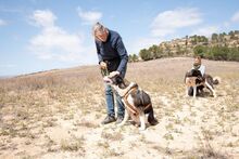 PRINCESA, Hund, Siberian Husky-Deutscher Schäferhund-Mix in Spanien - Bild 8