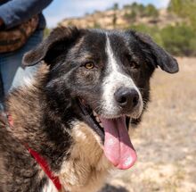 ARQUI, Hund, Mischlingshund in Spanien - Bild 1