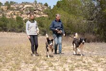 ARQUI, Hund, Mischlingshund in Spanien - Bild 11