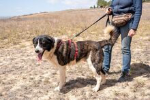 ARQUI, Hund, Mischlingshund in Spanien - Bild 2